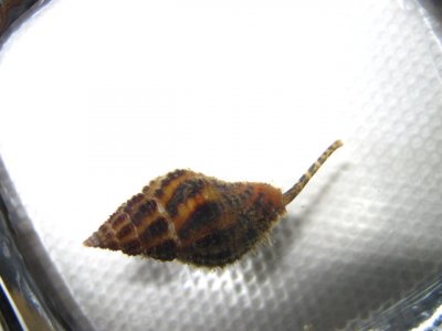 snail 002.jpg