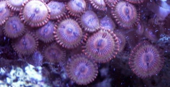 pink zoa.jpg