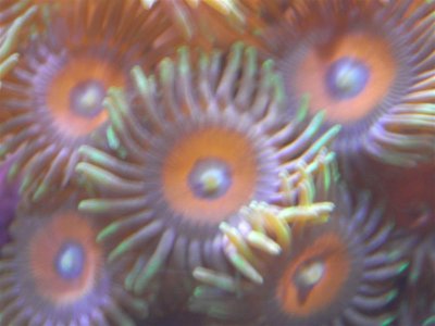 zoas 010 (Medium).jpg