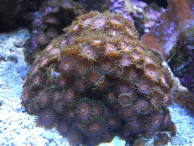 zoas 013 (Medium).jpg
