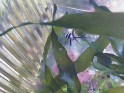 banggai.jpg