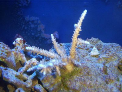 coral 1.JPG