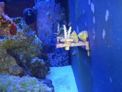 coral2.JPG