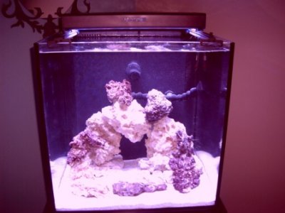 LED Red Compressed.JPG