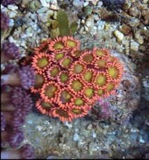 goniopora1.jpg