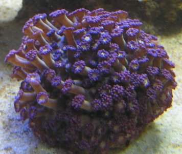goniopora2.jpg