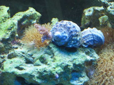 rc snail.jpg
