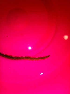 IMG_0688.jpg