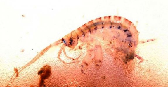 zoaeatingamphipod.jpg