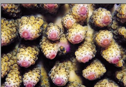 acropora_digitifera003[1].jpg