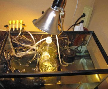 nursey hatchery and rotifer setup.jpg