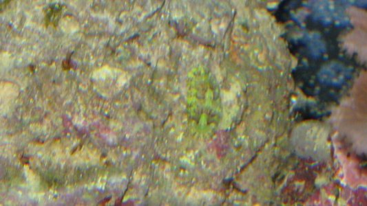 IMG_0225 [600 x 600].JPG