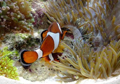 Clownfish-Laying-Eggs.jpg