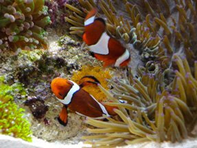 Clownfish-Laying-Eggs-3.jpg