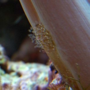 colt coral spot2.jpg