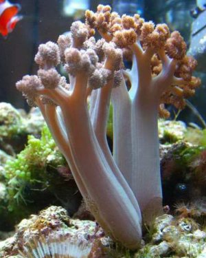 colt coral spot3.jpg