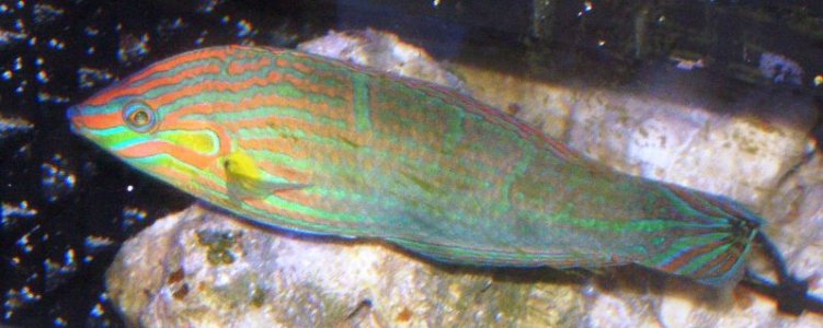 Melanaurus #2a.JPG