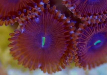 red people eaters.jpg