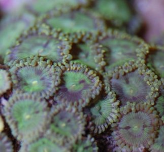 green people eaters.jpg