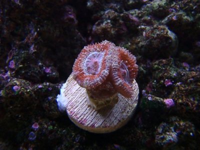 acan lord.jpg
