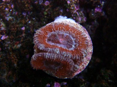 acan lord2.jpg