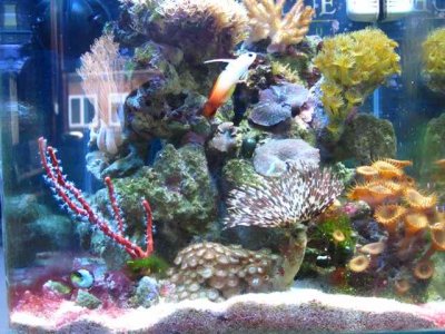 wave nano tank.jpg