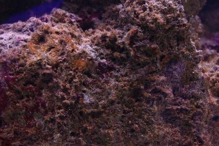 Copy of IMG_5131.JPG