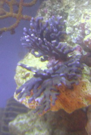 coral.jpg