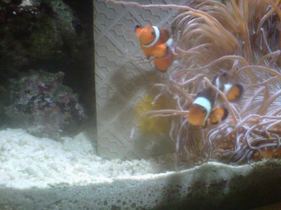 nemo eggs on tile.jpg