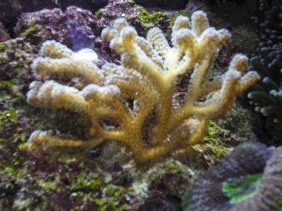 Unidentified Corals_12_10_20101216_0186.jpg