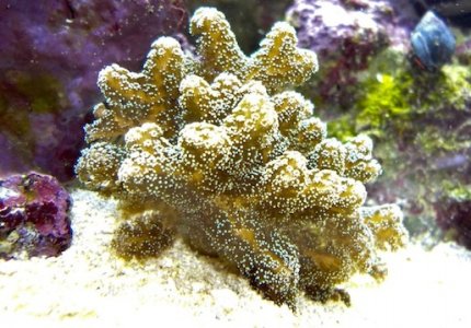Unidentified Corals_12_10_20101216_0183.jpg