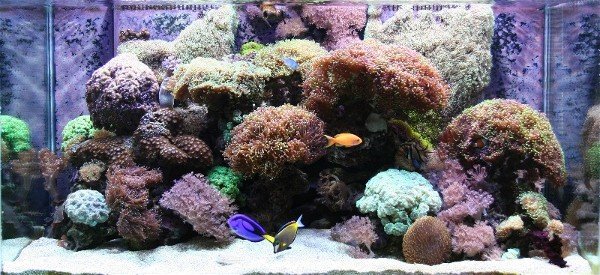 reefcentral.jpg