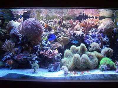aquarium 3.JPG