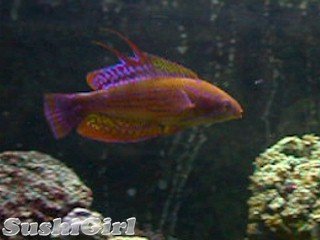 wrasse_m9.jpg