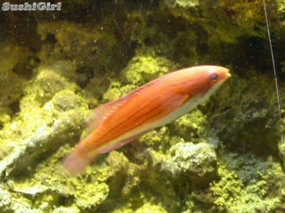 wrasse_fem2.jpg