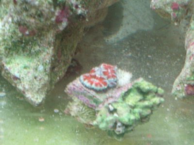 acan.JPG