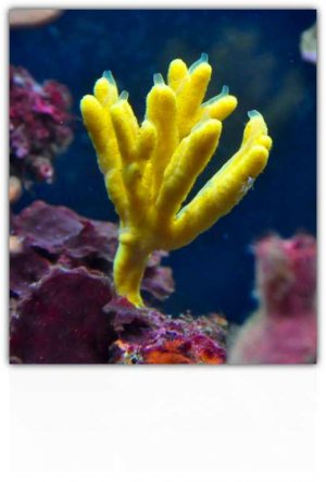 yellow.jpg