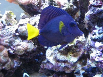 PurpleTang SmallerJan 4 2011.jpg