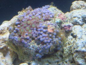 New coral.jpg