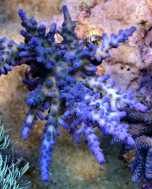 DSC_1217.jpg