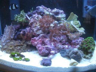 Pico Reef.JPG