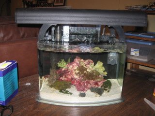 Pico Front.JPG