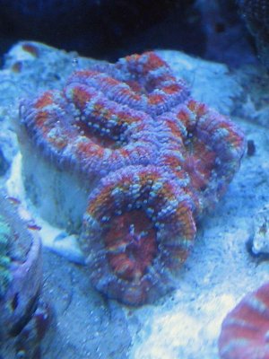 rainbow-acan.jpg