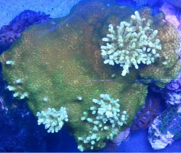 ID coral.jpg