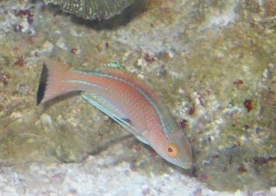 Wrasse.JPG