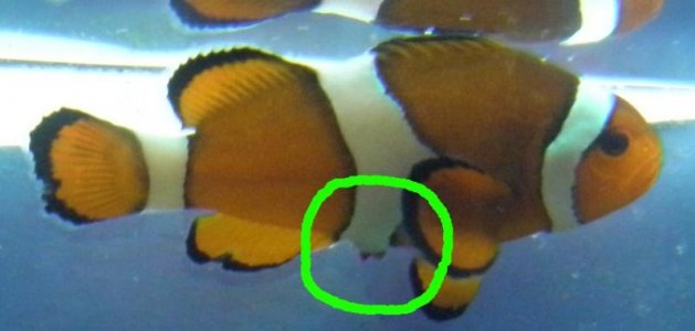 clownfishSwollen1.jpg