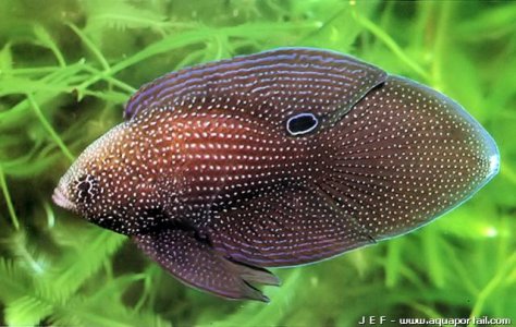 calloplesiops-argus.jpg