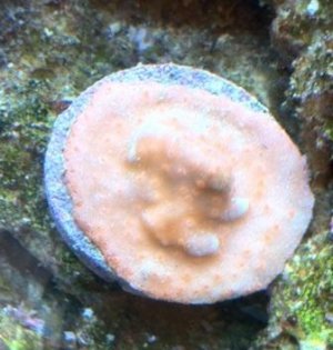 New Coral-Favia maybe.JPG
