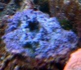 sps2.jpg