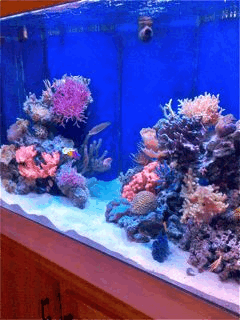 Front view.gif